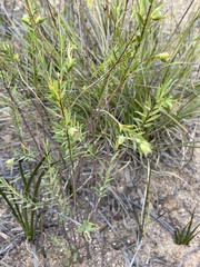 Pimelea stricta