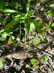Lilium