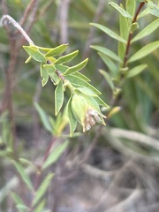 Pimelea stricta