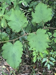 Rubus alceifolius