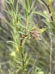 Pimelea stricta