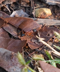 Harpegnathos saltator