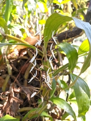 Otochilus lancilabius