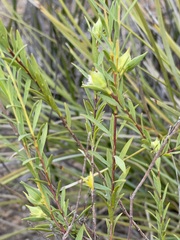 Pimelea stricta