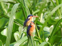 Corythornis cristatus