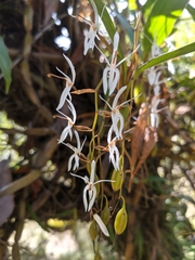 Otochilus lancilabius