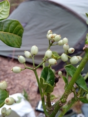 Psychotria oreotrephes