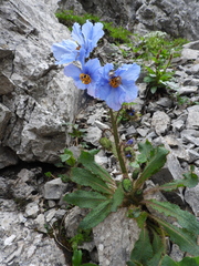 Meconopsis horridula