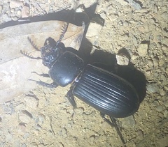 Mastachilus australasicus