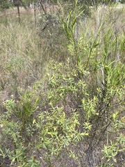 Pimelea stricta
