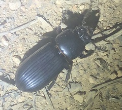 Mastachilus australasicus