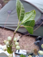 Psychotria oreotrephes