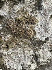 Bryophyta