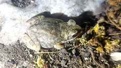 Duttaphrynus dhufarensis