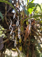 Otochilus lancilabius