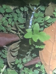 Ethmostigmus rubripes