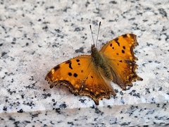 Polygonia egea