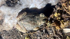Duttaphrynus dhufarensis
