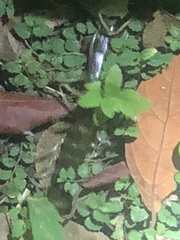 Ethmostigmus rubripes