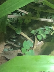 Ethmostigmus rubripes