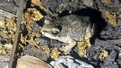 Duttaphrynus dhufarensis