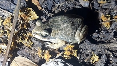 Duttaphrynus dhufarensis