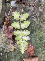 Woodsia obtusa