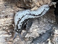 Philomycus carolinianus