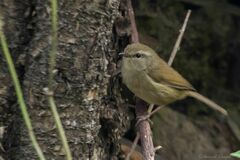 Horornis flavolivaceus