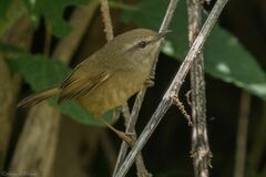 Horornis flavolivaceus