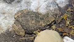 Duttaphrynus dhufarensis