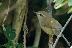 Horornis flavolivaceus