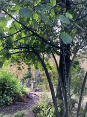 Boehmeria macrophylla