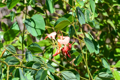 Bauhinia galpinii