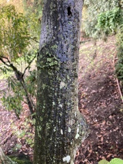 Boehmeria macrophylla