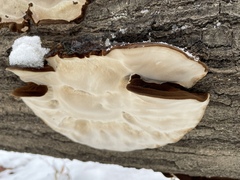 Ischnoderma resinosum