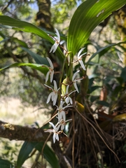 Otochilus lancilabius