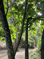 Boehmeria macrophylla