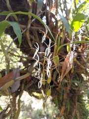 Otochilus lancilabius