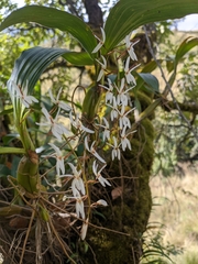 Otochilus lancilabius