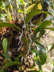 Otochilus lancilabius