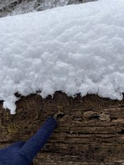 Polycephalomyces tomentosus