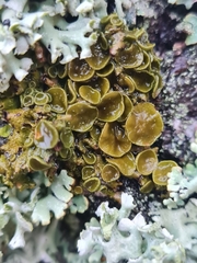 Melanohalea septentrionalis