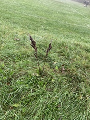 Rumex sanguineus