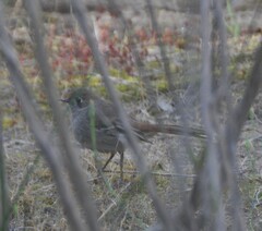 Drymodes brunneopygia