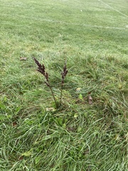 Rumex sanguineus