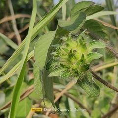 Ipomoea pes-tigridis