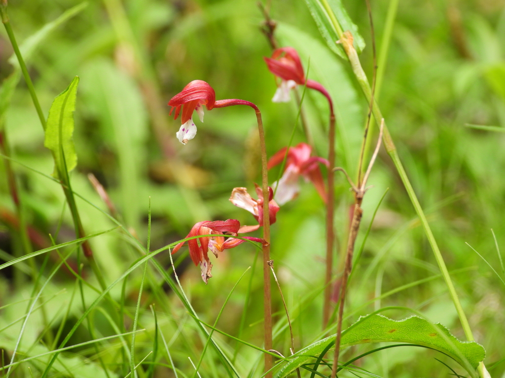 Oreorchis oligantha
