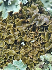 Melanohalea septentrionalis