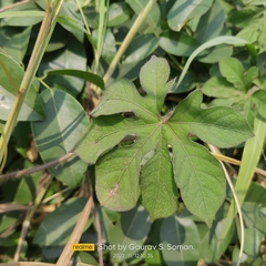 Ipomoea pes-tigridis